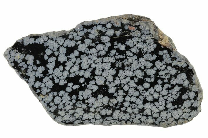 Polished Snowflake Obsidian Section - Utah #117779